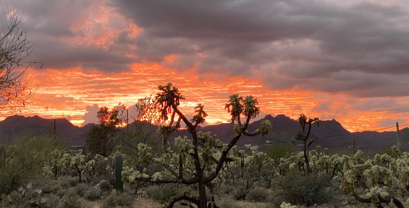 Fiery sunset with cactus