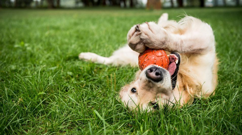 Parklands Dog Park Amenity