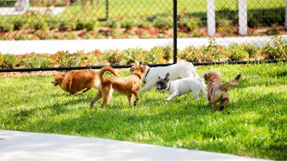 Dogs at a dog park