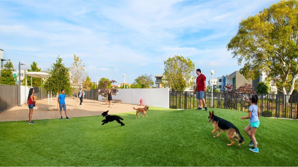 Dogs and owners playing in the dog park