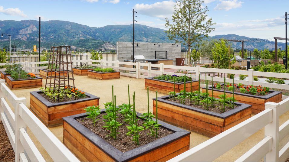 Several large planters at the community garden