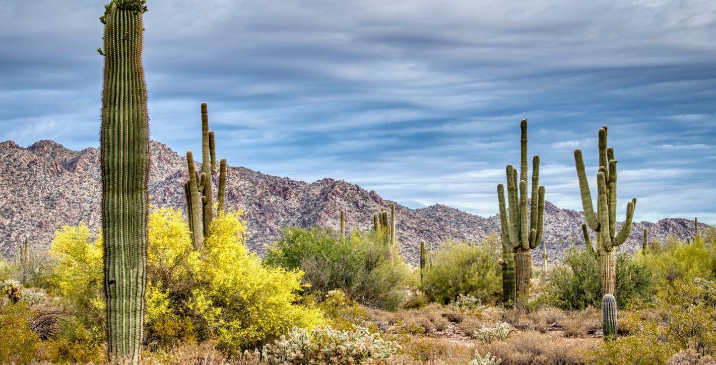 Tall cacti at White Tank Mountain