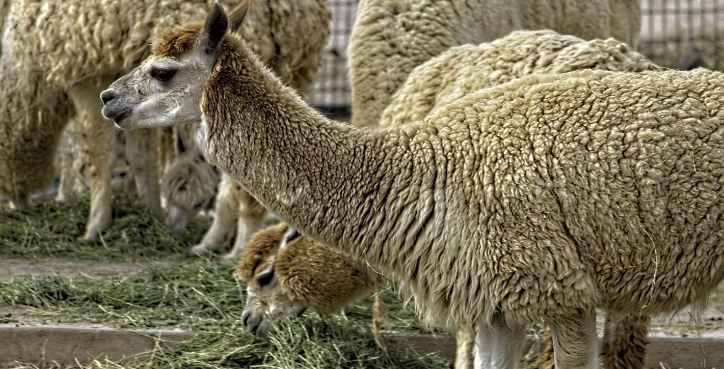 N Pic Animals Alpaca Zoo Closeup