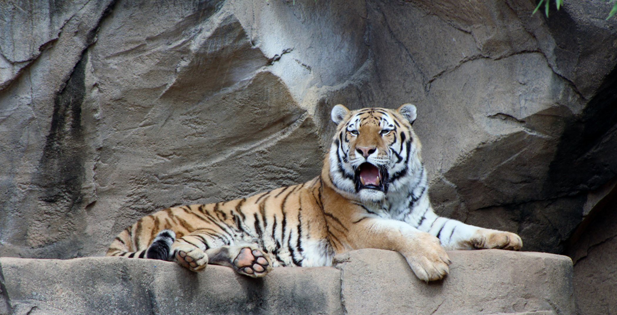 Pic Tiger Zoo