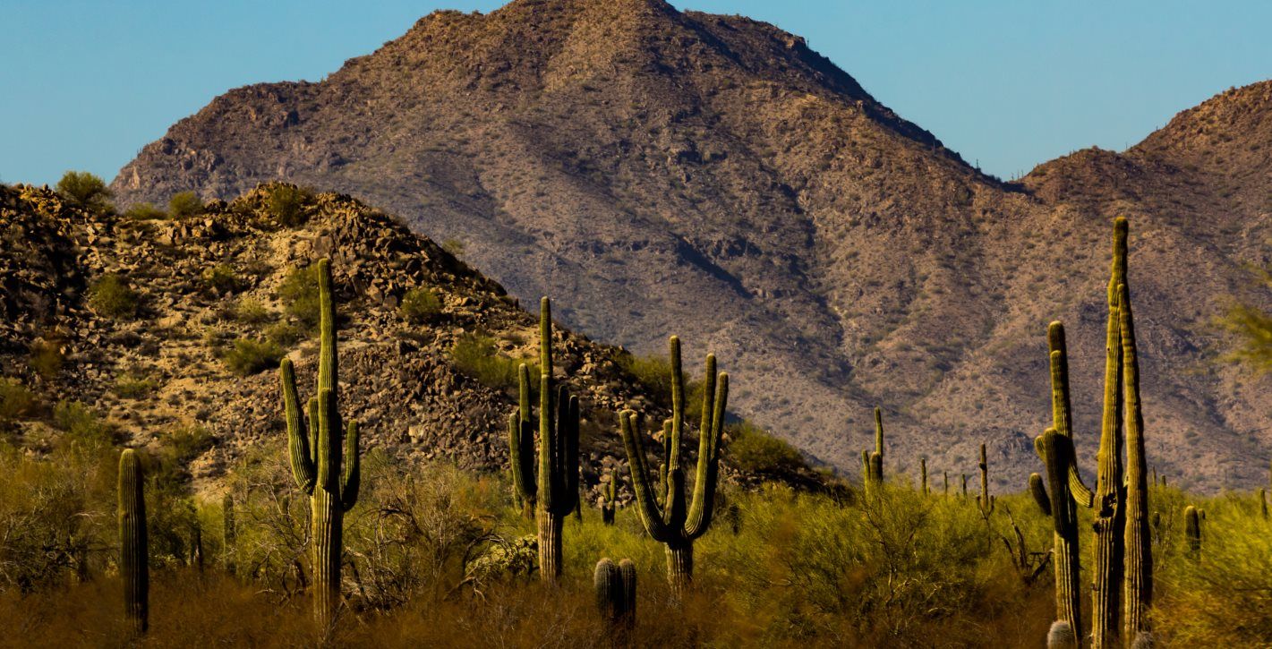 Mountain scape with cacti