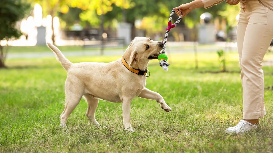 N Pic Animals Pets Dogs Outdoors Park Chew Toy