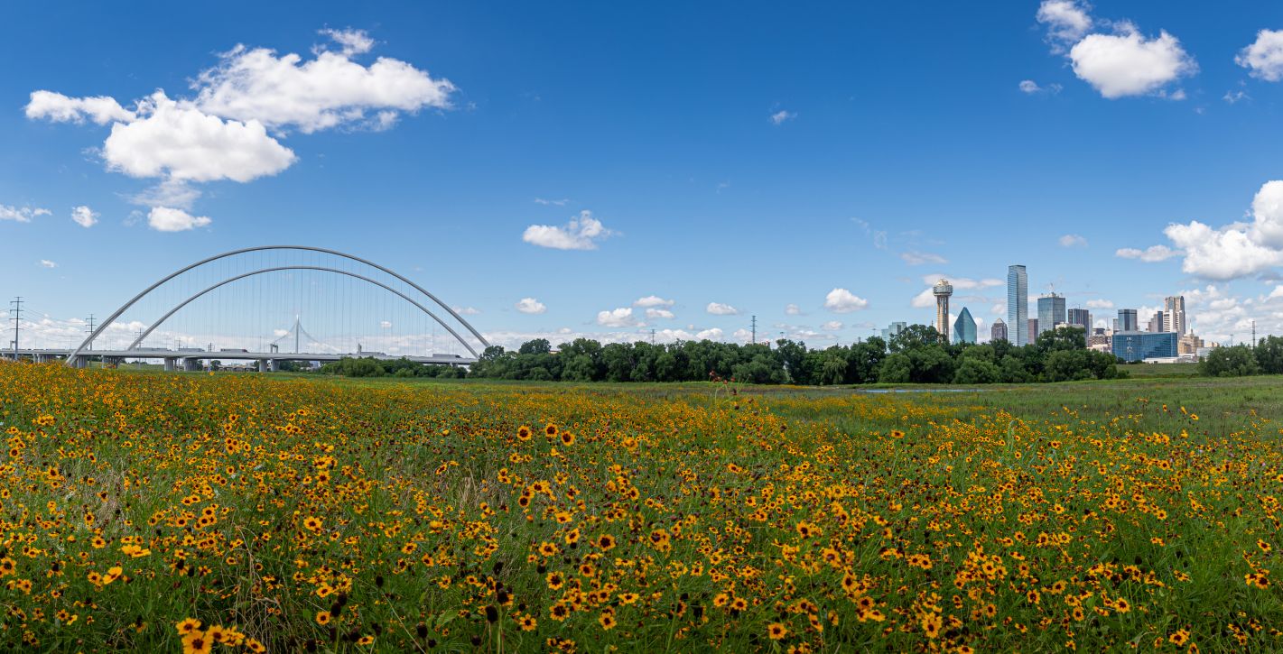 Open Field