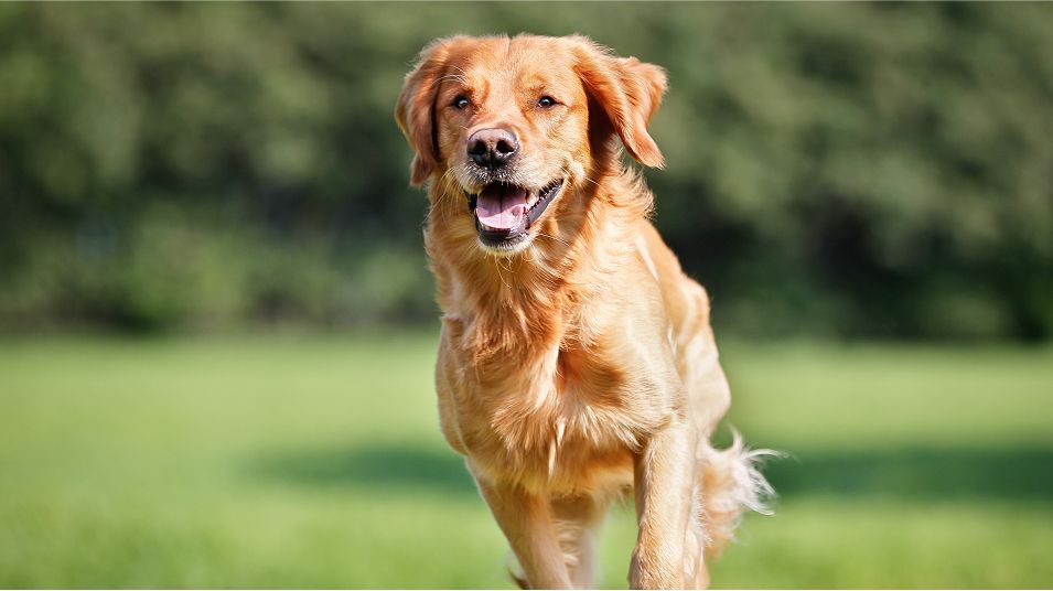 N Pic Animals Pets Dogs Outdoors Park Running