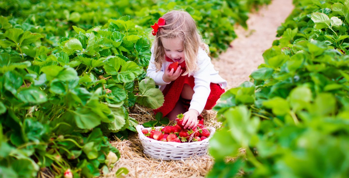 Strawberry Field