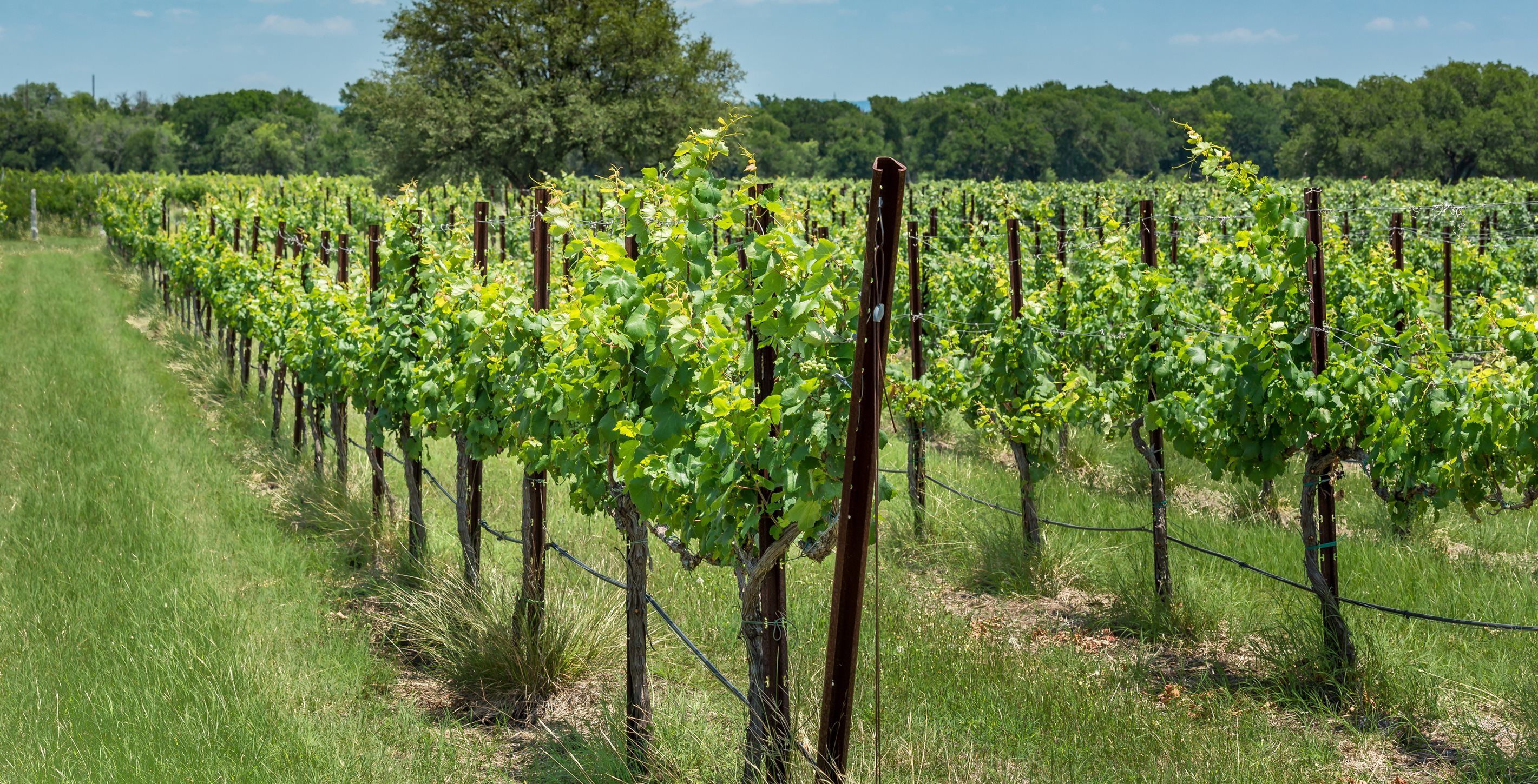 Vineyard Stock Image