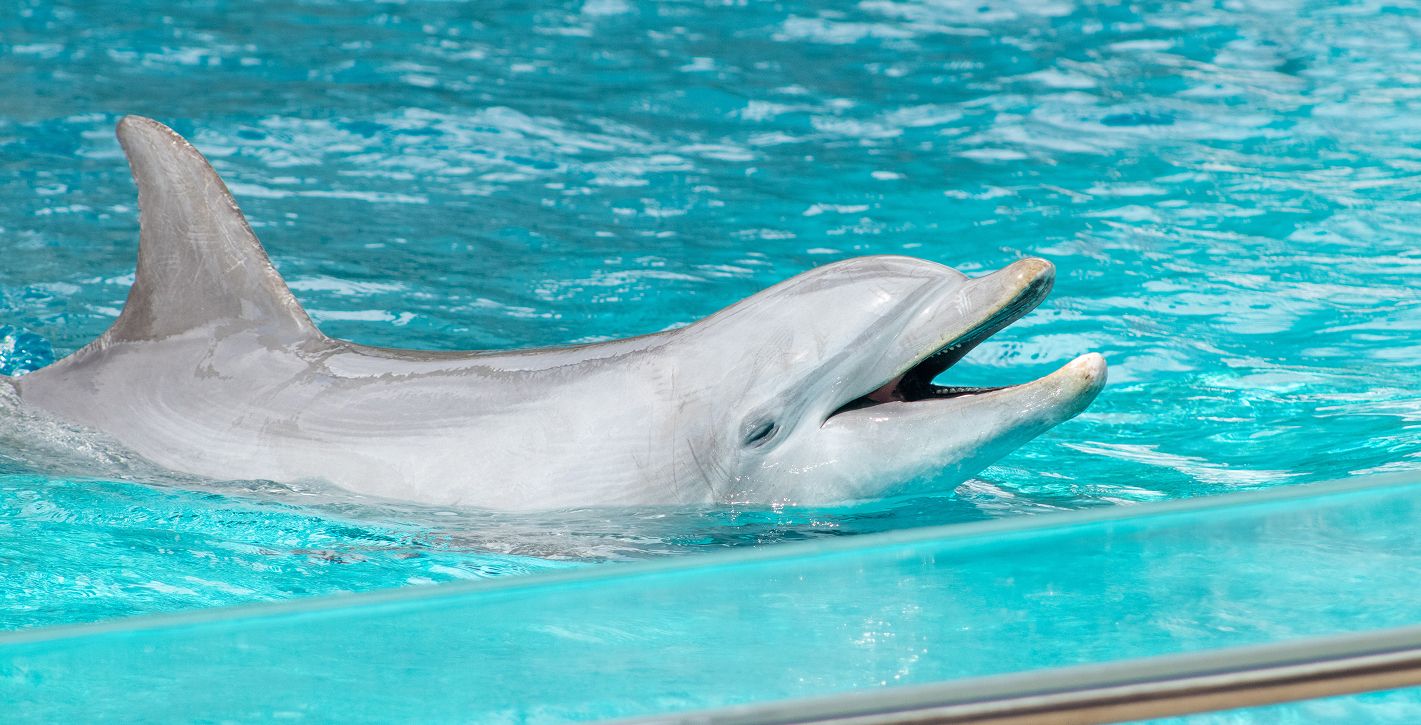 Corpus Christi Texas State Aquarium Dolphin Bay Photoshoot 1of7