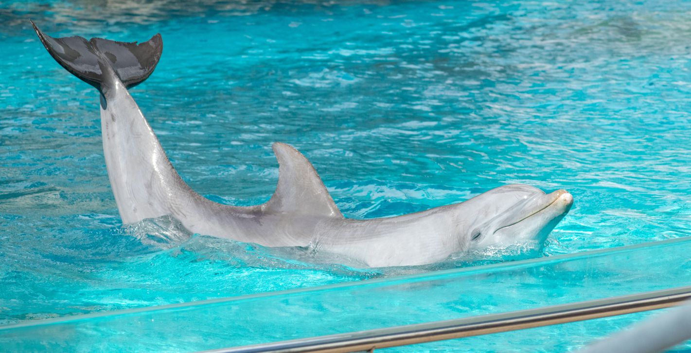 Texas State Aquarium