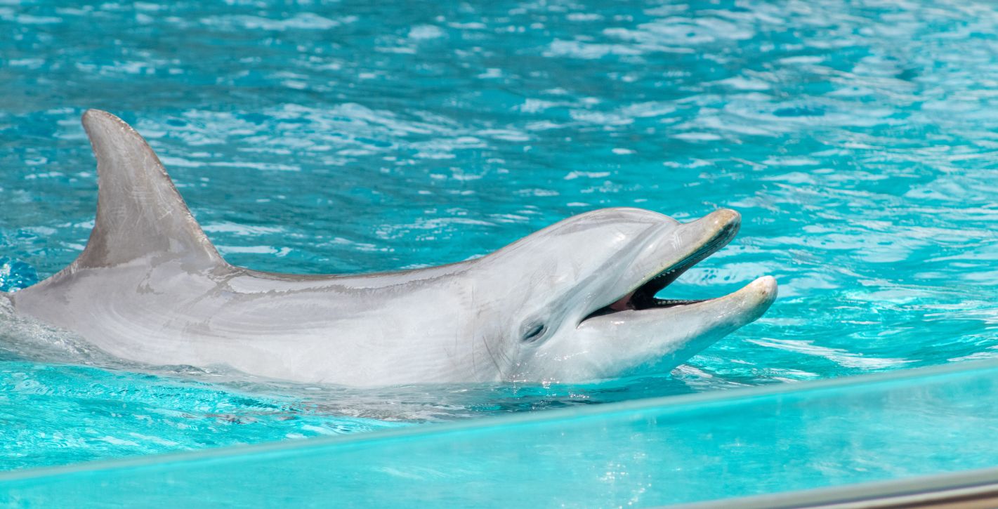 Texas State Aquarium