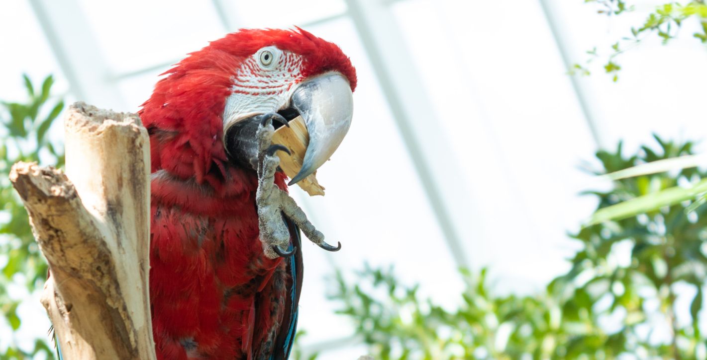 Jungle Exhibit