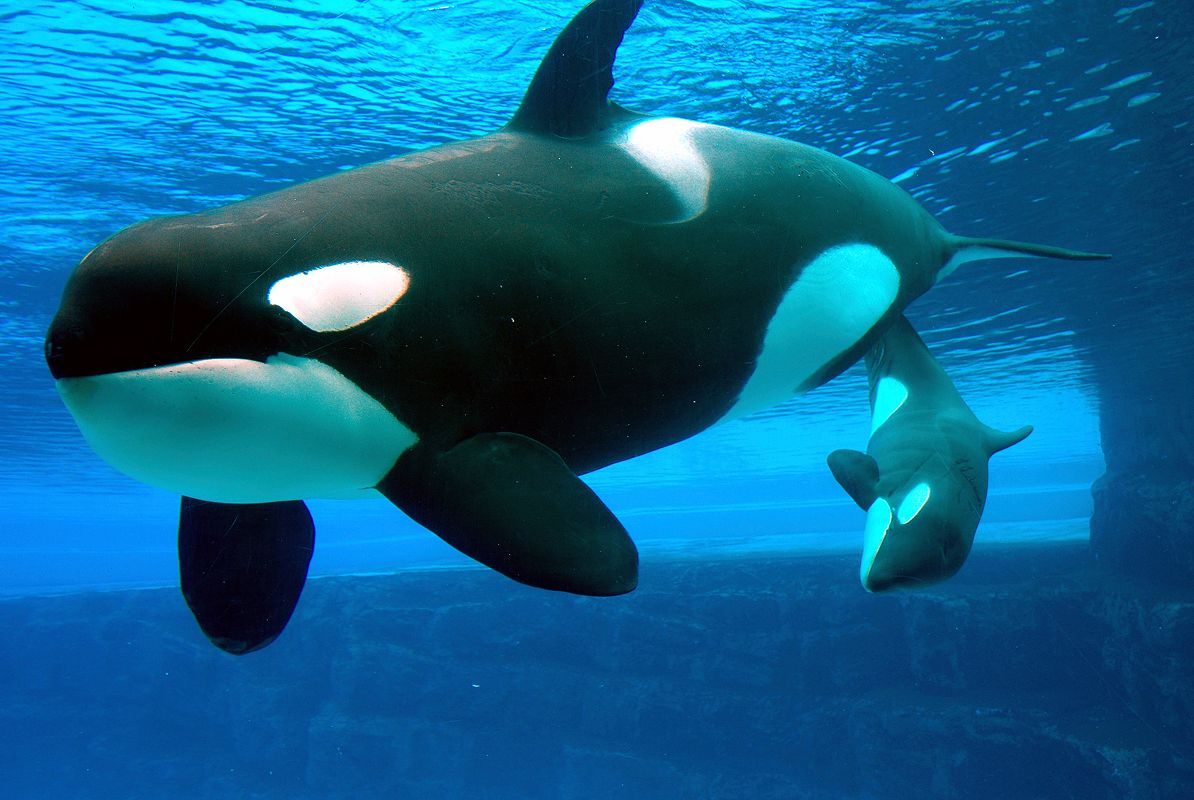 N Pic Animals Wildlife Orca Mom Calf Underwater