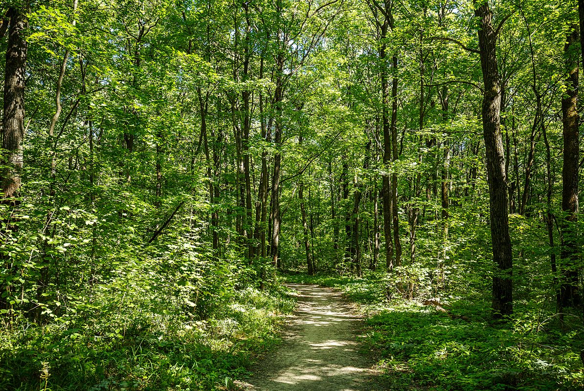 N Pic Nature Trail Forest Foliage