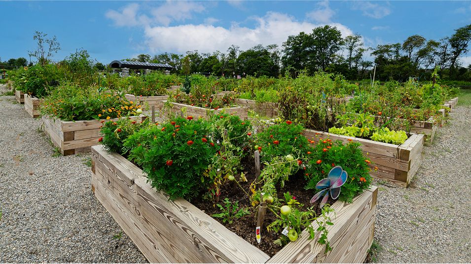 Collection Hopewell Amenity Community Garden