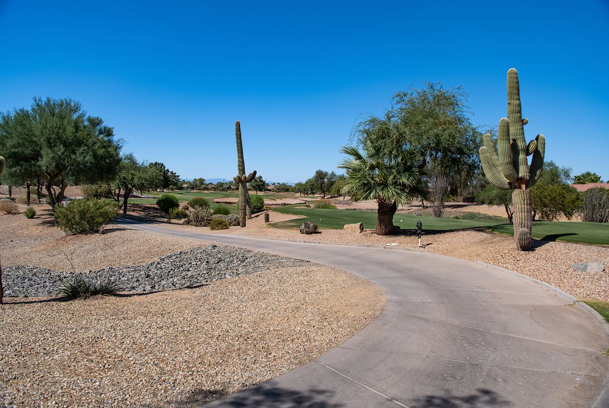 Surprise Golf Course Cacti