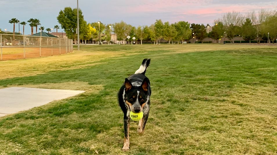 Black Mountain Ranch Amenity Dog Park