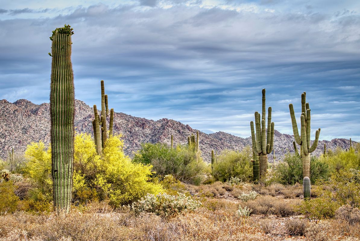 Surprise White Tank Mountain Cacti
