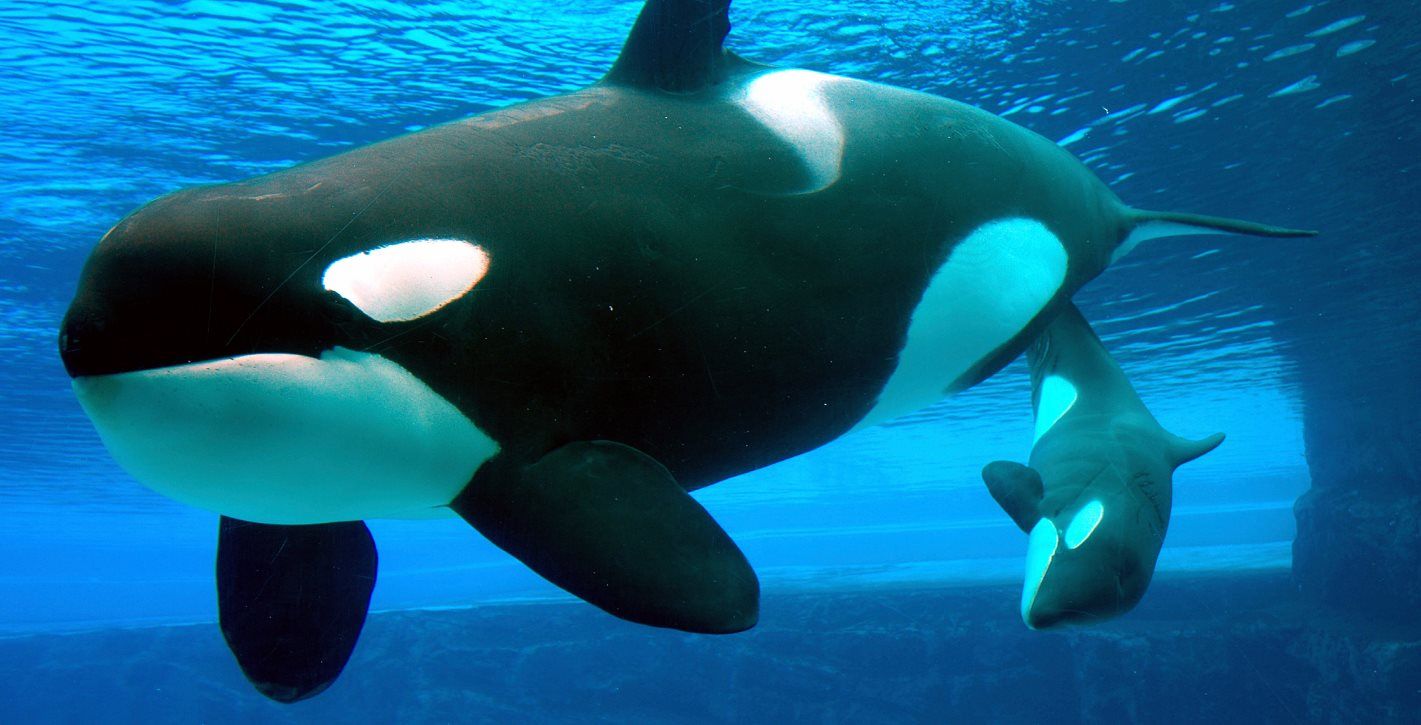 San Antonio SeaWorld