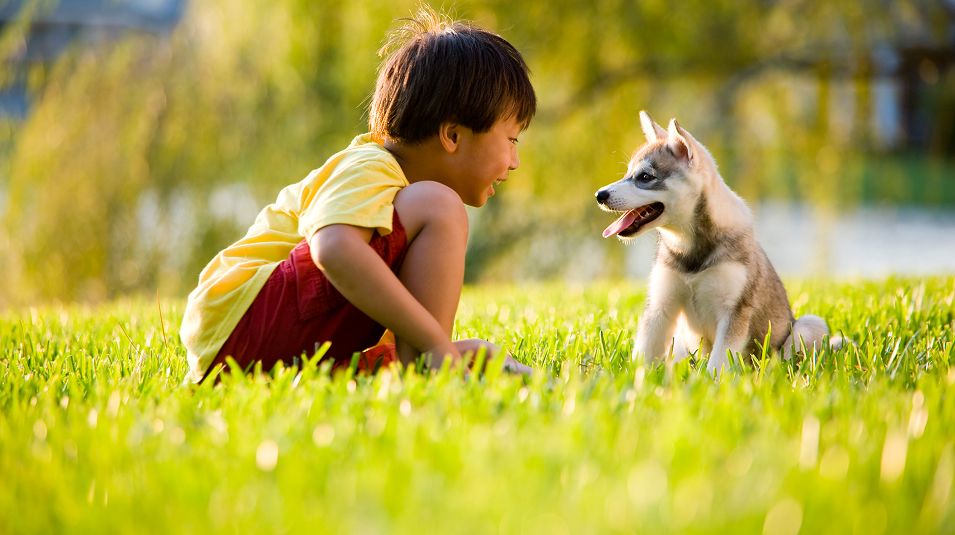 Park Boy with Dog on Grass
