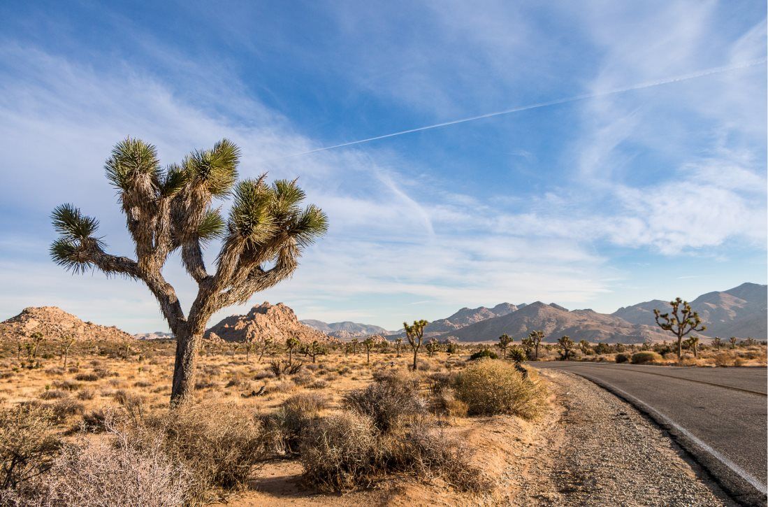 Joshua Tree road