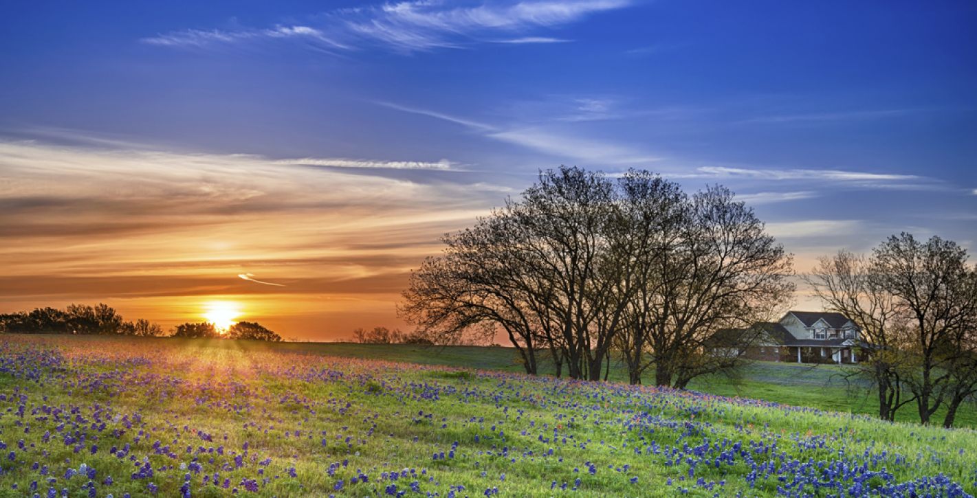 Bluebonnet Field