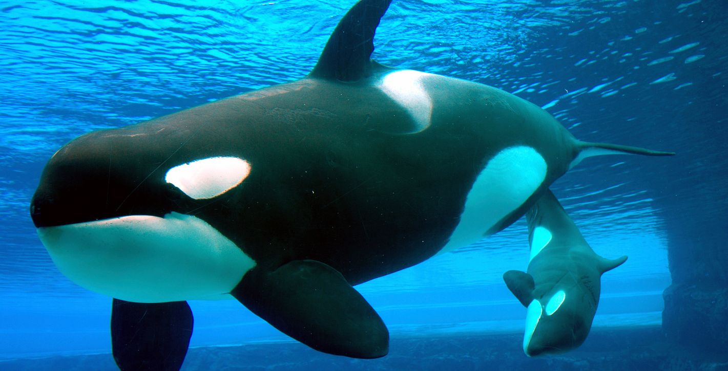 Sea World San Antonio