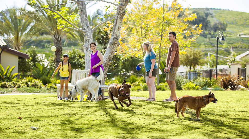 073125 RMV Amenity Dog Park