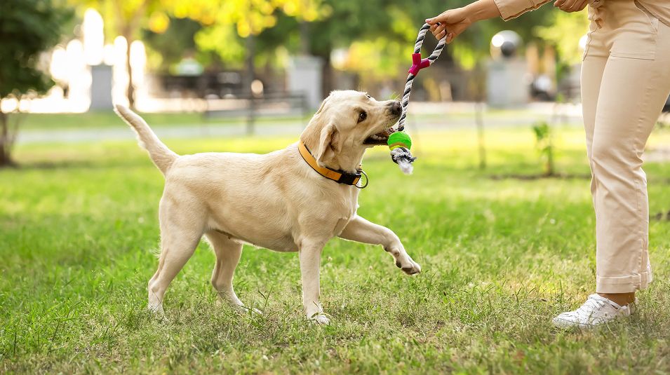 N Pic Animals Pets Dogs Outdoors Park Chew Toy