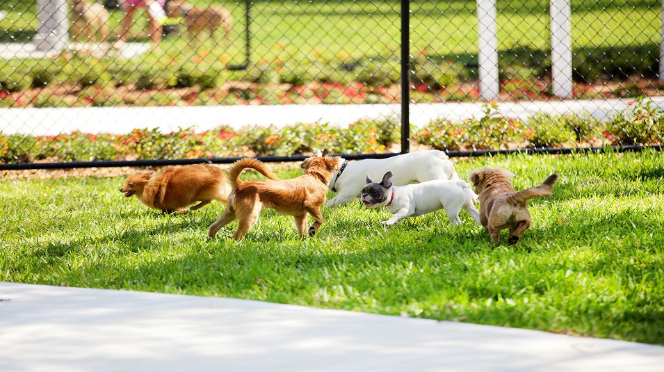 N Pic Animals Pets Dogs Outdoors Dos Park Group