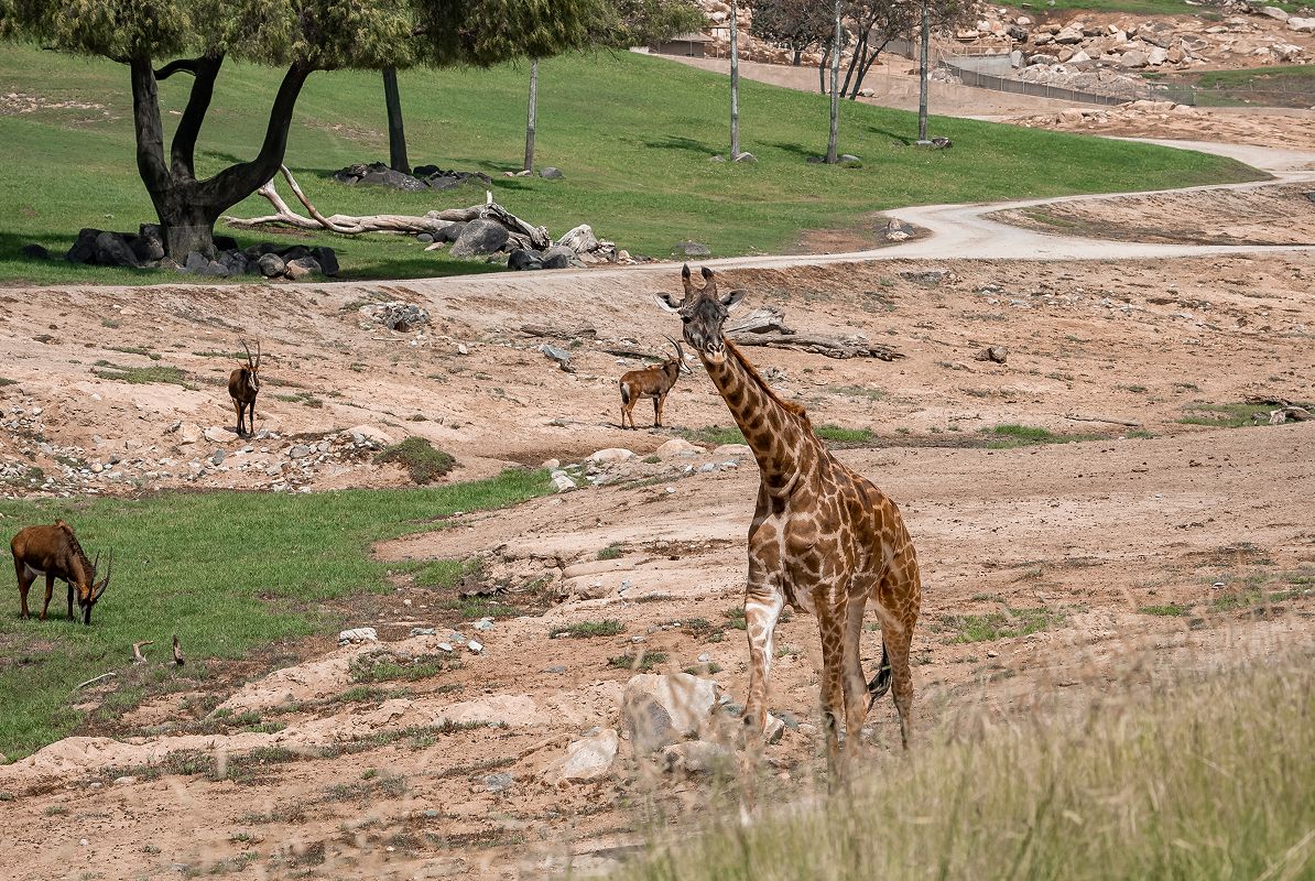 Giraffes at the San Diego Safari Park