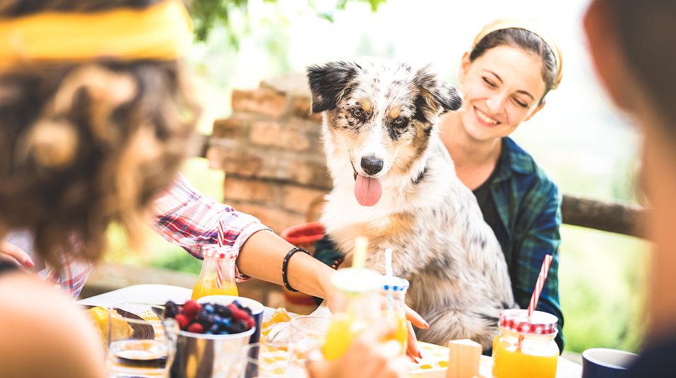 N Pic Animals Pets Dogs Outdoors Picnic Table Woman