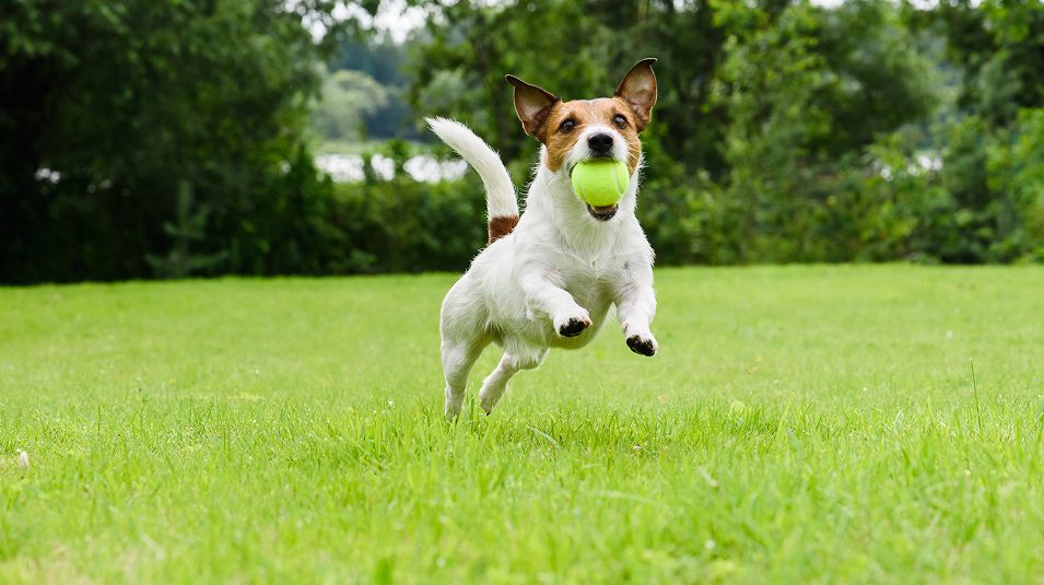 N Pic Animals Pets Dogs Outdoors Park Ball Jumping