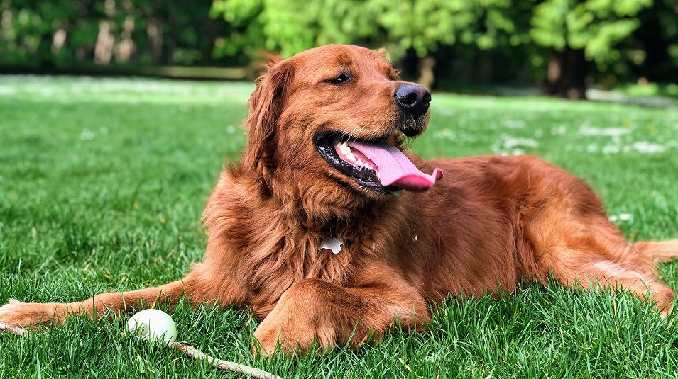 N Pic Animals Dog Outdoors Park Sitting Grass
