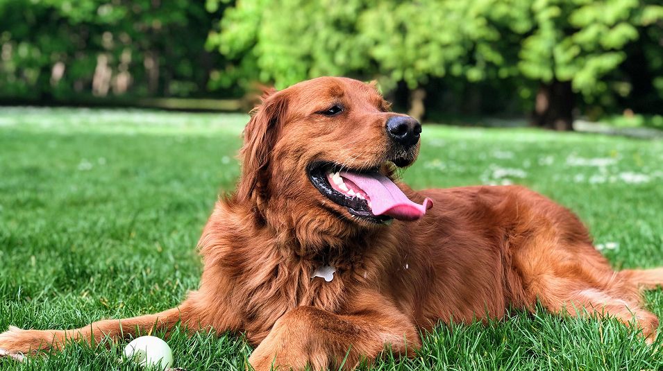 N Pic Animals Dog Outdoors Park Sitting Grass