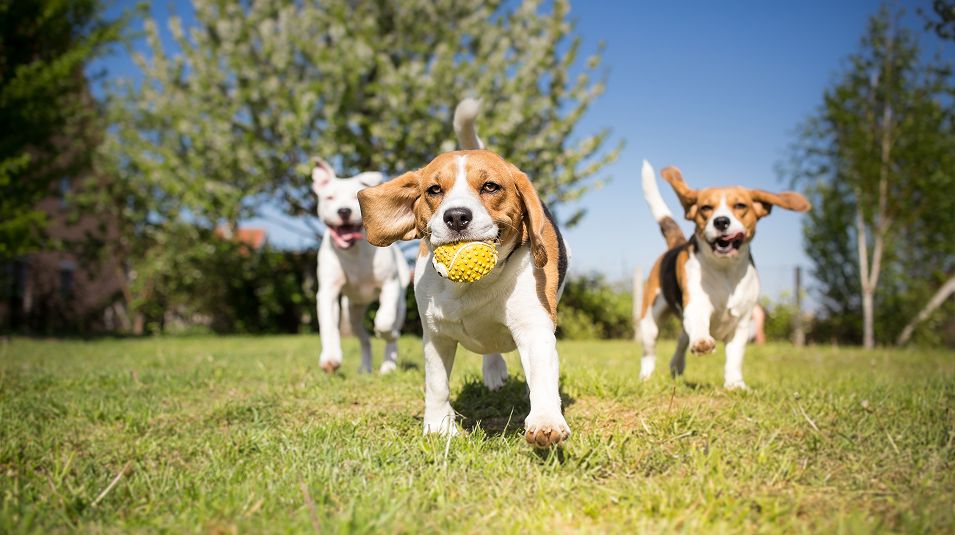 N Pic Animals Pets Dogs Outdoors Beagles Ball