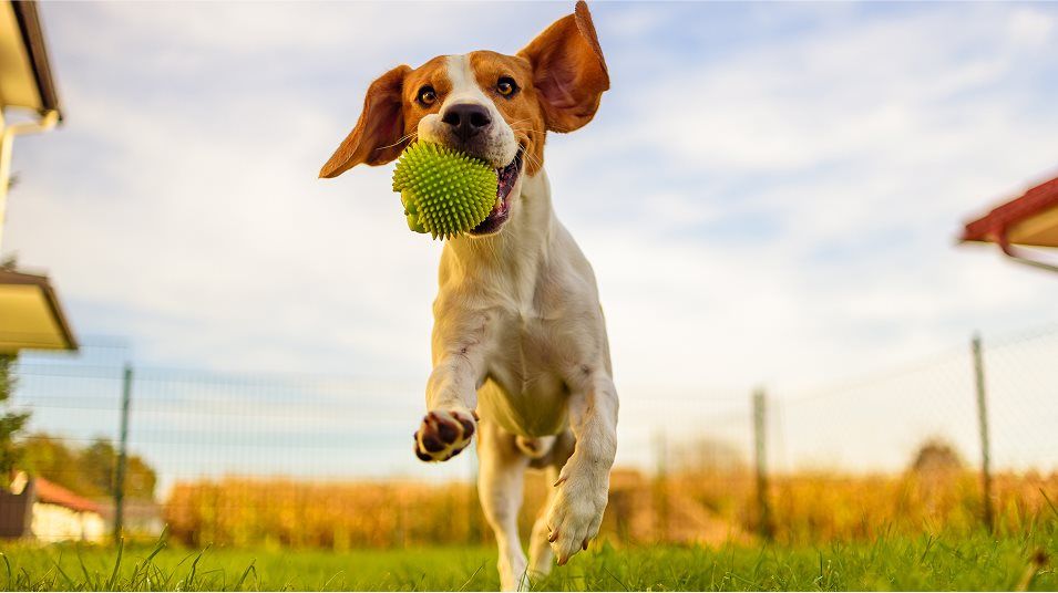 Wesley Downs Dog Park Amenity