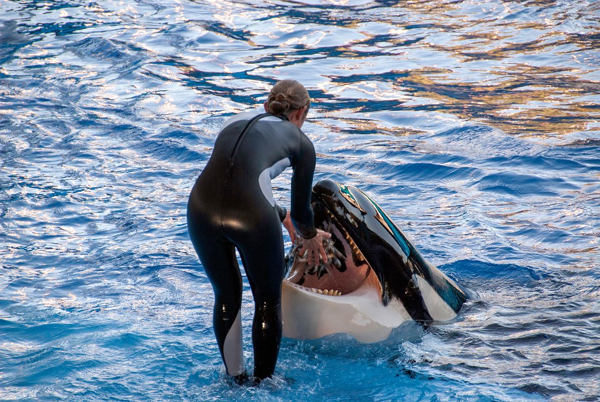 N Pic Animals Orca Sea World Trainer Feeding