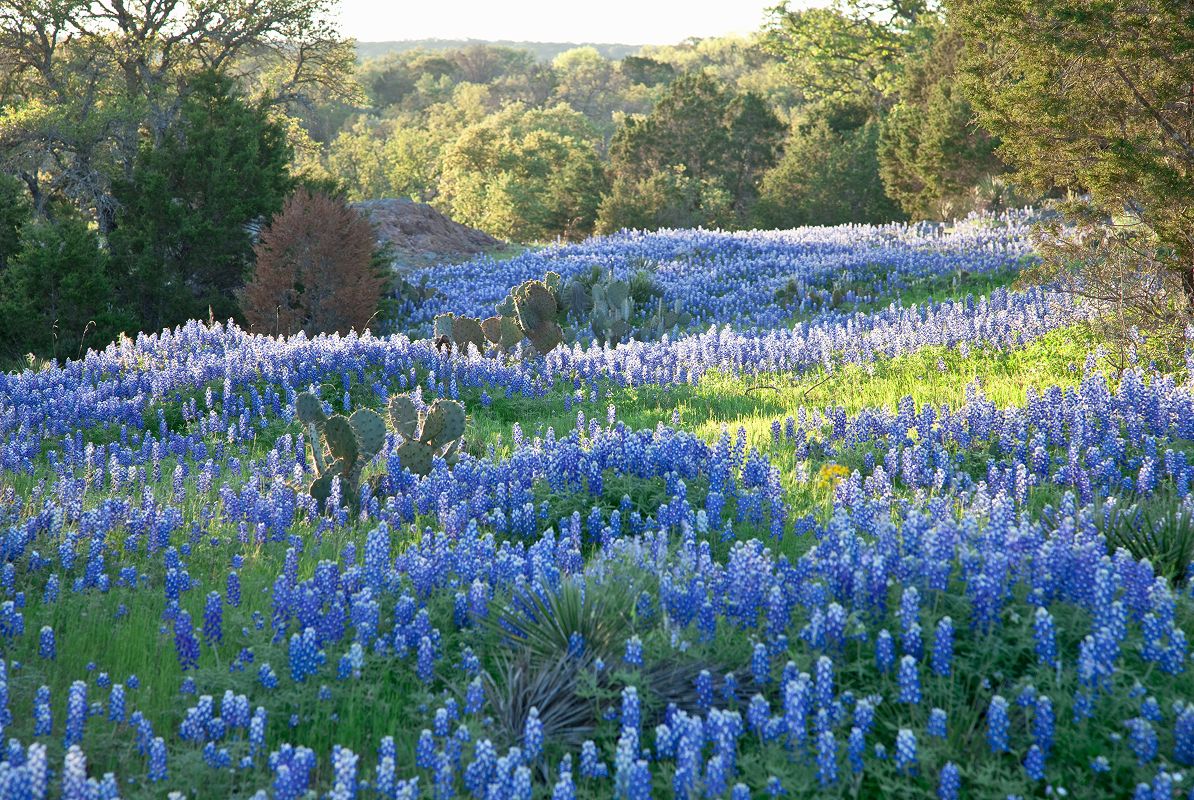 N Pic Nature Flowers Bluebonnets Field