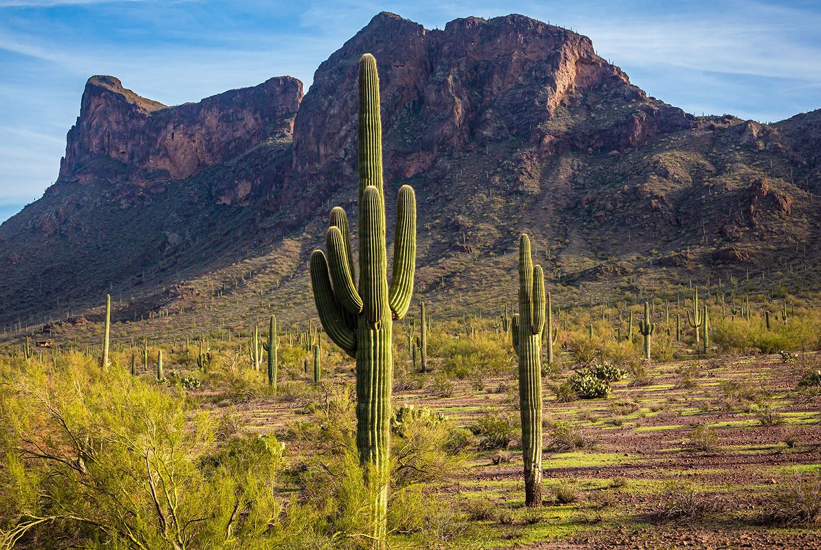 Tucson Pichacho Peak State Park Cactus