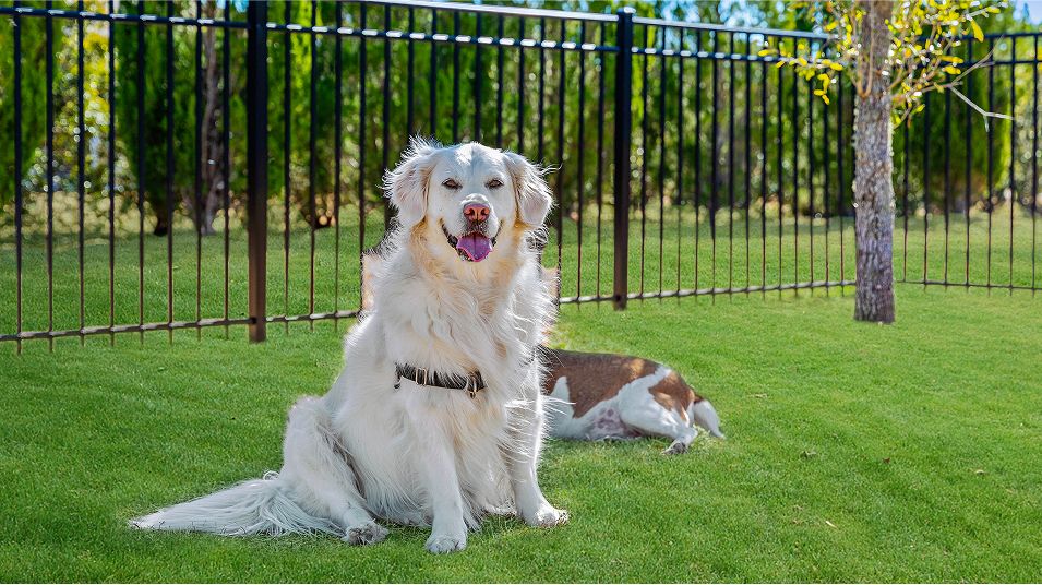Cameron Woods Amenity Dog Park 081825