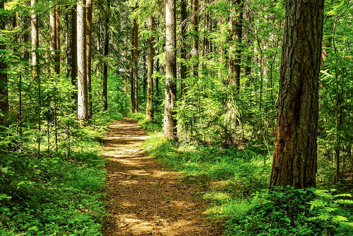 N Pic Nature Trail Forest Foliage