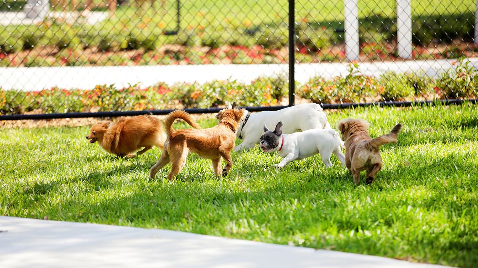 N Pic Animals Pets Dogs Outdoors Dogs Park Group
