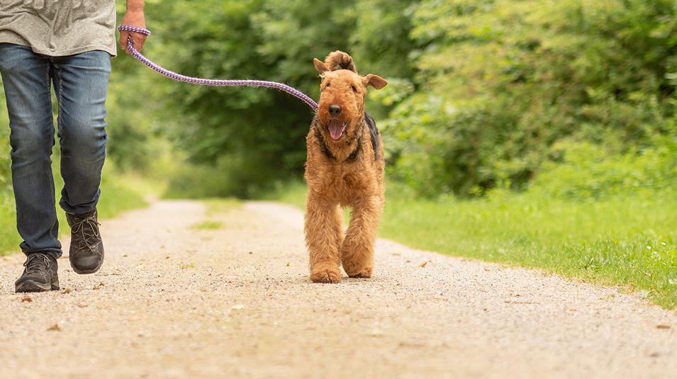 N Pic Animals Pets Dogs Outdoors Walk Man Panorama