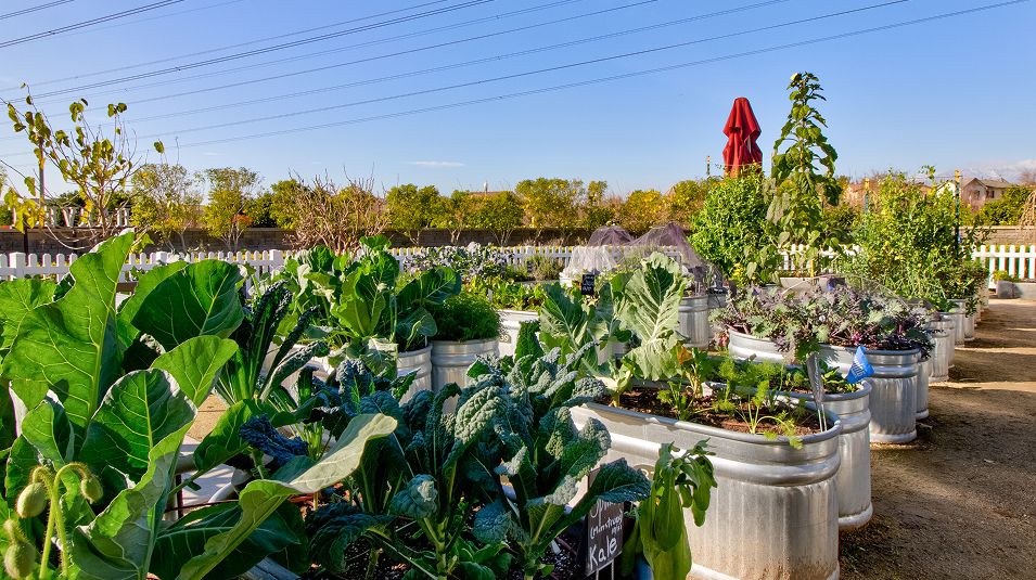 The Preserve Amenity Community Garden 4of4