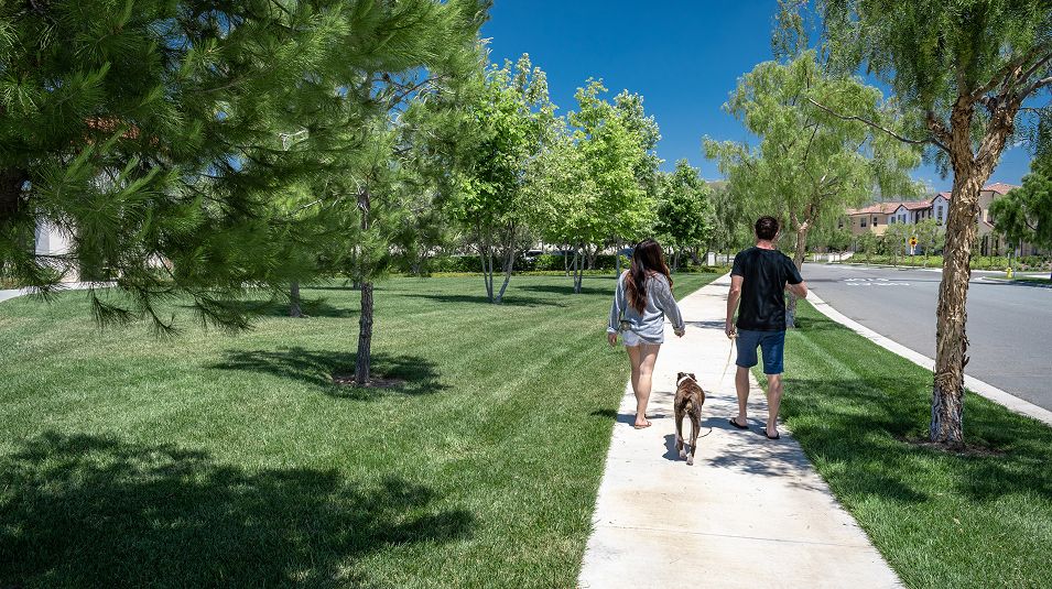 N Pic Couples Outdoors Walking Dog Sidewalk