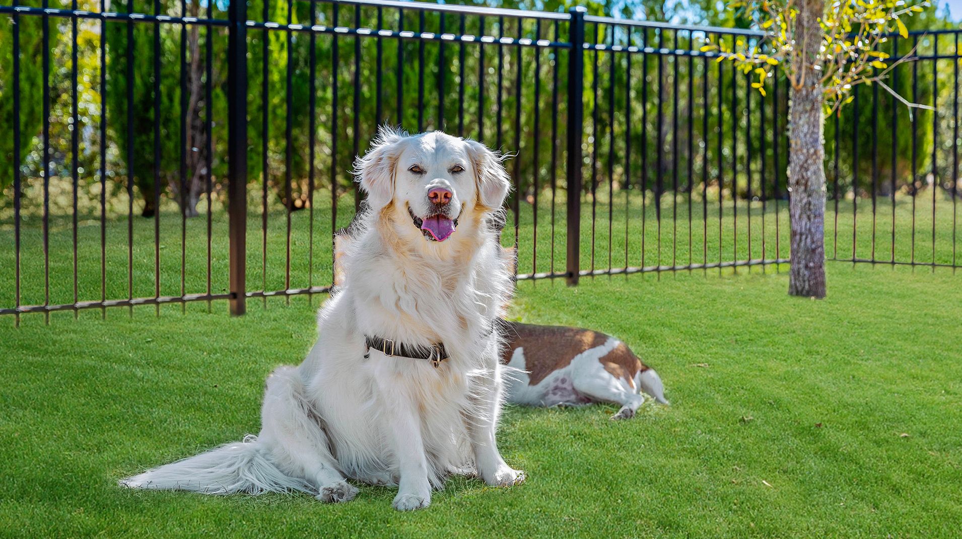 Cameron Woods Amenity Dog Park