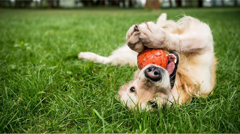 N Pic Animals Pets Dogs Outdoors Park Laying Down Ball
